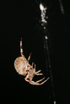 Spider sp
