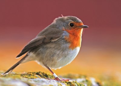 Robin (Rdhake) Erithacus rubecula