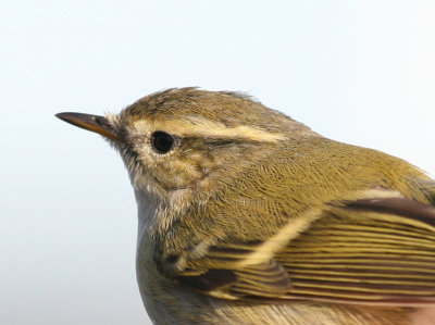 Humes Warbler (Bergstaigasngare) Phylloscopus humei