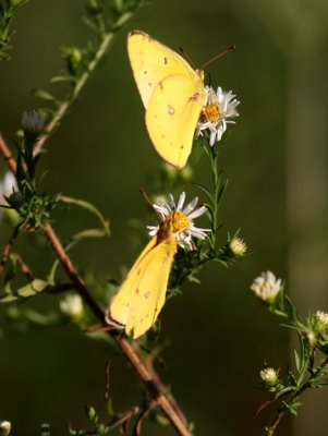 Alfalfa Butterflies