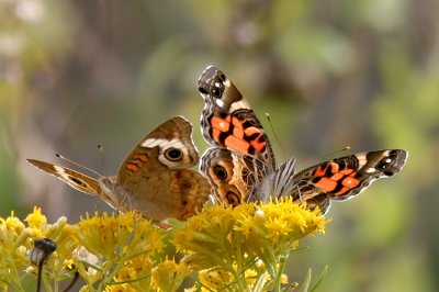 Common Buckeye and American Painted Lady