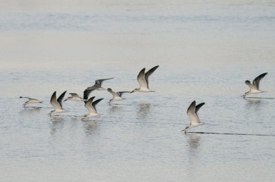 Black Skimmer (Amerikansk saxnbb) Rynchops niger