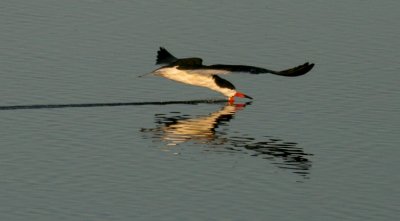 Black Skimmer (Amerikansk saxnbb) Rynchops niger