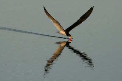Black Skimmer (Amerikansk saxnbb) Rynchops niger