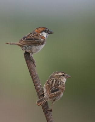 Iago Sparrow (Kapverdesparv) Passer iagoensis
