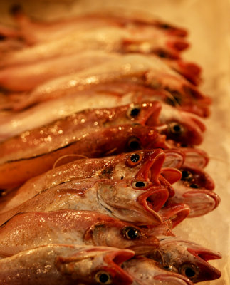 From the Fish market