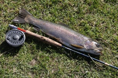 Rainbow Trout from river Trocoman