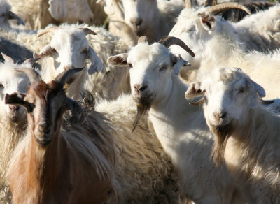 Patagonian goats