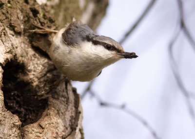 Nuthatch (Ntvcka) Sitta europea