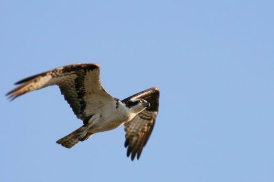 Osprey (Fiskgjuse) Pandion Haliaetus