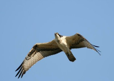 Osprey (Fiskgjuse) Pandion Haliaetus