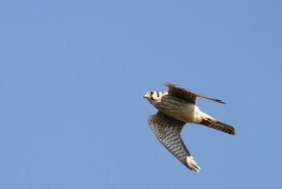 American Kestrel (Sparvfalk) Falco sparverius