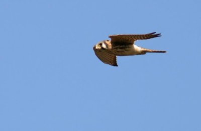 American Kestrel (Sparvfalk) Falco sparverius