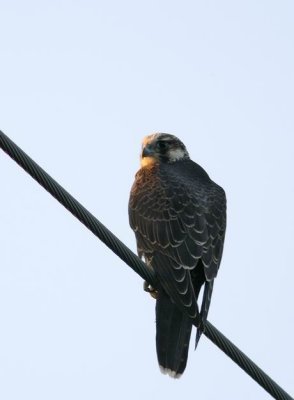 Merlin (Stenfalk) Falco columbarius