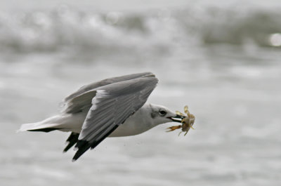 Laughing Gull (Sotvingad ms) Larus atricilla