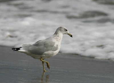 Ring-billed Gull (Ringnbbad ms) Larus delawarensis