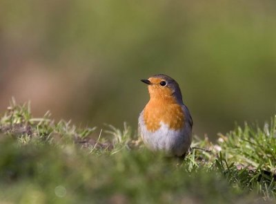 Robin (Rdhake) Erithacus rubecula