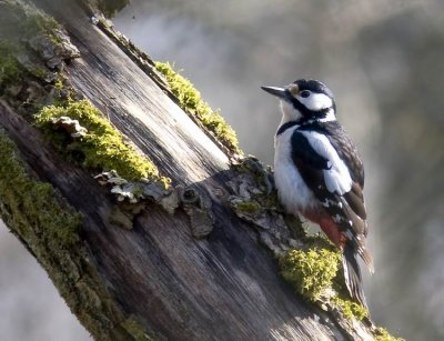 Great Spotted Woodpecker (Strre hackspett) Dendrocopos major