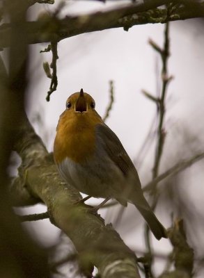 Robin (Rdhake) Erithacus rubecula