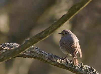 Common Redstart (Rdstjrt) Phoenicurus phoenicurus