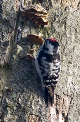 Lesser Spotted Woodpecker (Mindre hackspett) Dendrocopos minor