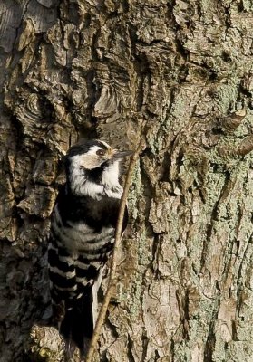 Lesser Spotted Woodpecker (Mindre hackspett) Dendrocopos minor