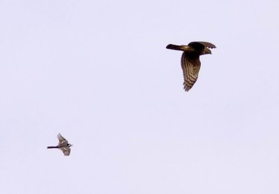Pied Wagtail chasing Sparrowhawk