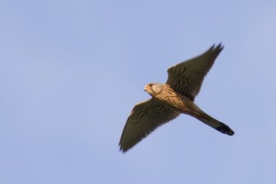 Kestrel (Tornfalk) Falco tinnunculus