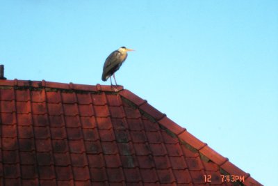 Vogeltje op het dak van de buurman 12 April 2008