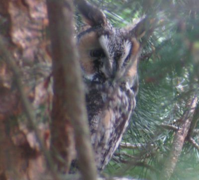 Long-eared Owl Closeup