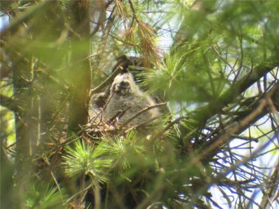 Babies and Adult in Nest