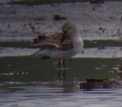 White-rumped Sandpiper