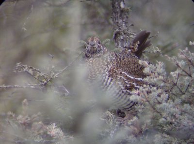 Spruce Grouse 1 - Forest Co. 11/16/07