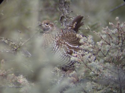 Spruce Grouse 2 - Forest Co. 11/16/07