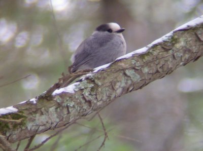 Gray Jay - Scott/Schelp Lake 11/16/07