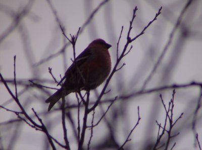 Pine Grosbeak - Argonne, WI 11/16/07