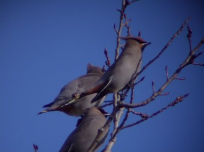 Bohemian Waxwing 1 - Polar, WI 11/18/07