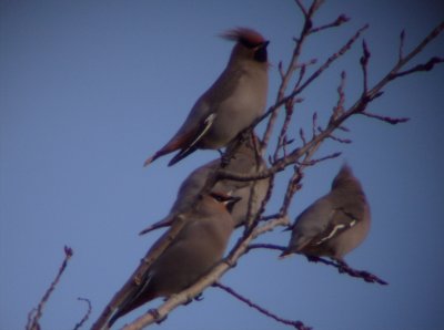 Bohemian Waxwing 2 - Polar, WI 11/18/07