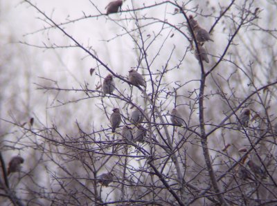 Bohemian Waxwing 3 - Argonne, WI 11/16/07