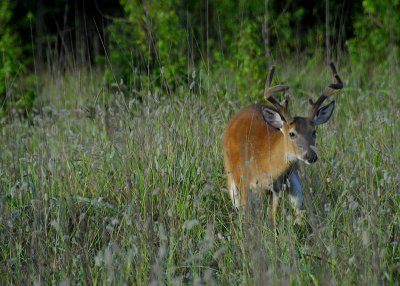 gsmnp1_010494a.jpg