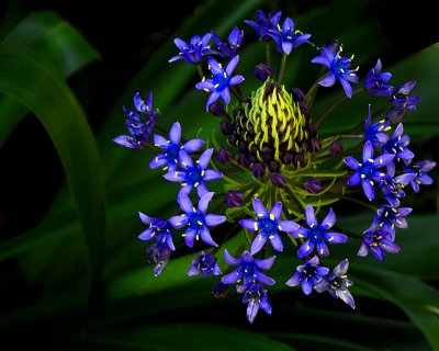 Spring in South Carolina's Gardens