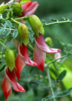 Spring in Longwoods Conservatory