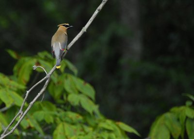 gsmnp2_010169a.jpg