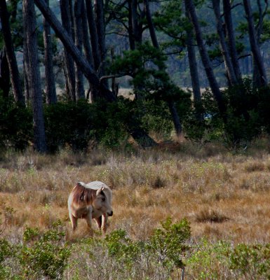 Chincoteague National Wildlife Refuge - Fall 2006