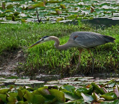 The Attack of the Great Blue Heron