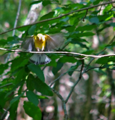Biedler Audubon Sanctuary