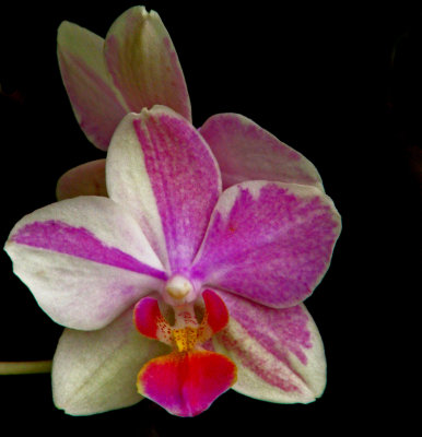 American Orchid Society