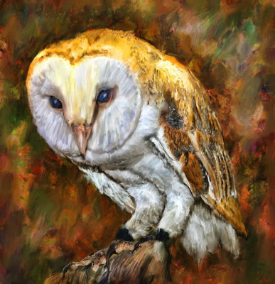 owl.jpg