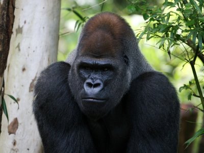 Gorilla