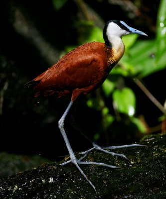 Jacana